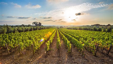 Continua A Crescere Il Valore Di Bolgheri E Dei Suoi Vini Corriere