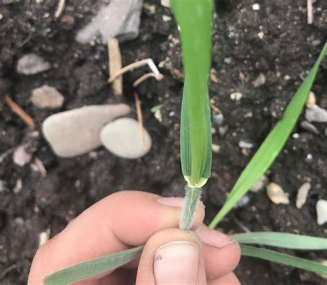 Missoula S Most Ubiquitous Weed Quack Grass — Garden City Harvest