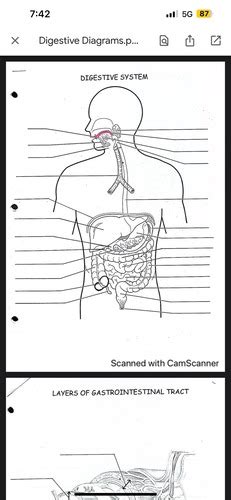 Digestive Diagrams Flashcards Quizlet