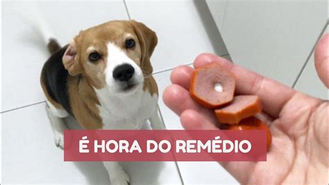 Como dar remédio para o seu cão YouTube