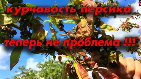 Как победить курчавость персика !!! - YouTube