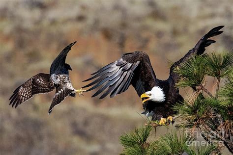 Hawk Attack Photograph by Mike Dawson