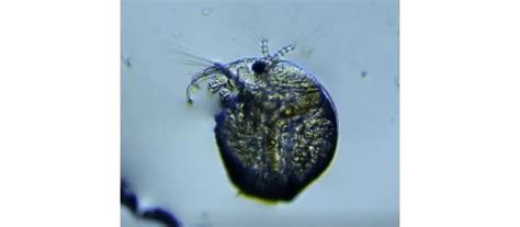 Daphnia: A Full Overview – Microscope Clarity