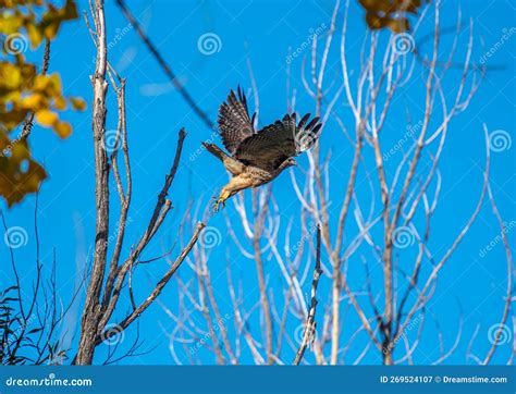 Majestic Red Tailed Hawk Takes Off From Its Perch In A Colorado Forest