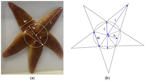 JMSE Free Full Text Morphology And Settling Velocity Of Sea Stars