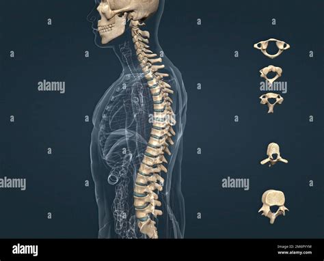 Estructura Del Cr Neo Humano Y Columna Vertebral D Ilustraci N