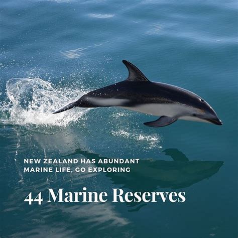 Did you know that New Zealand has 44 marine reserves? These reserves ...