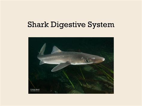 Pdf Shark Digestive System Dokumentips