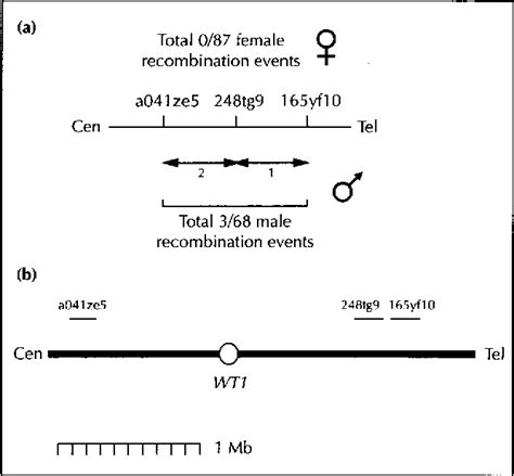 Figure From Imprinted Chromosomal Regions Of The Human Genome Display