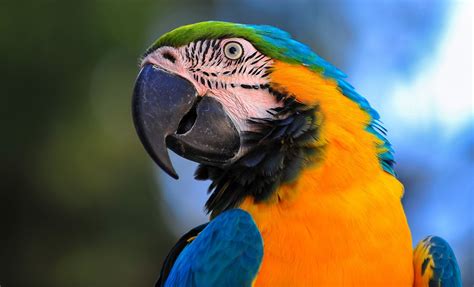 PARROT - PAPAGAN