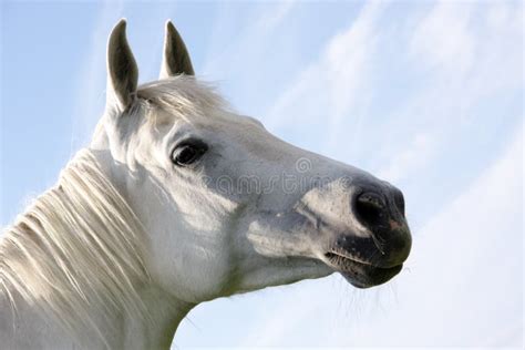 Photos De Cheval Blanc Avec Le Fond De Ciel Bleu Photos De