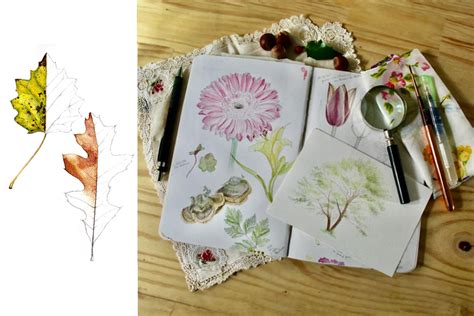 Atelier De Dessin Botanique Avec Martina Rajtmajerova Ferme De Lilan