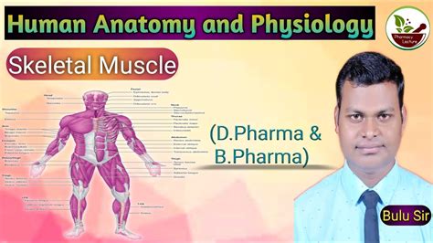 D Pharma St Year Human Anatomy Physiology Skeletal Muscle Muscle