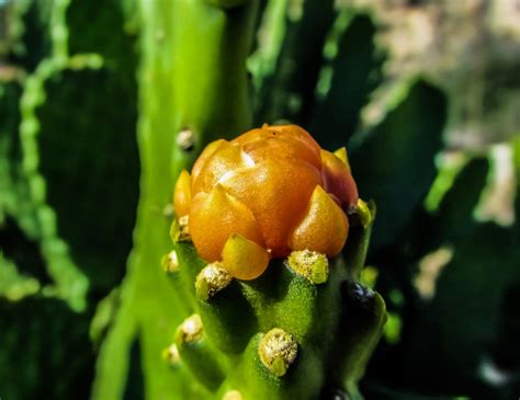 Fotos gratis árbol naturaleza cactus fotografía Fruta hoja