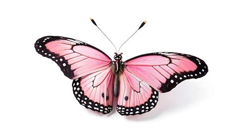 A Pink Butterfly With Black Spots On Its Wings Premium Ai Generated Image