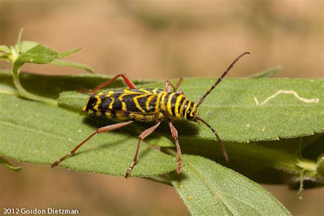 Locust Borer Project Noah