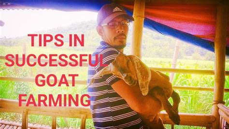 Tips For Successful Goat Farming Update Sa Mga Alagang Kambing