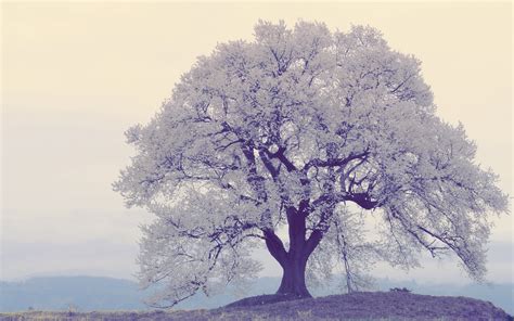 Wallpaper Sky Snow Winter Branch Morning Mist Frost River