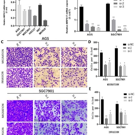 The Expression Levels Of Mrps17 Akt P Akt Gapdh Were Evaluated By