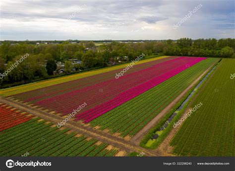 Aerial view of tulip planted fields in the Keukenhof district. Spring ...