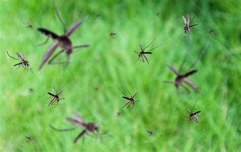 A Guide To Mosquitoes In Raleigh NC Pest Termite Consultants