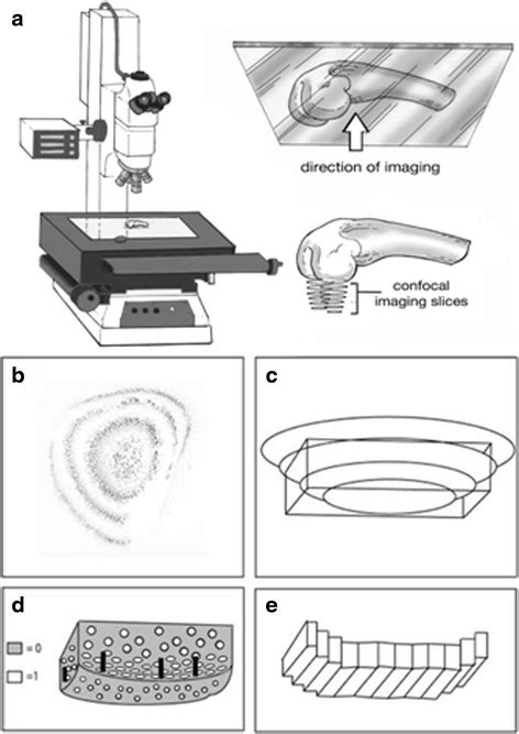 Schematic describing confocal imaging and processing technique. a ...