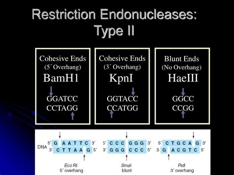 Ppt Restriction Enzymes Powerpoint Presentation Free Download Id5065582