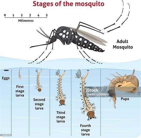 Alam Aedes Aegypti Mosquito Stilt Siklus Hidup Ilustrasi Stok Unduh