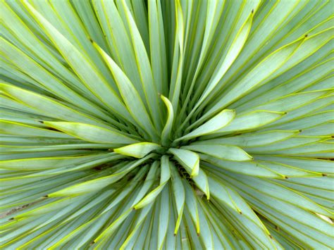 Yucca Schottii Creative Landscapes Inc