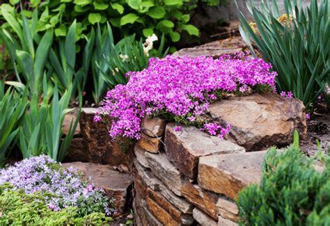 15 Beautiful Ground Cover Plants With Purple Flowers - Gardening Chores