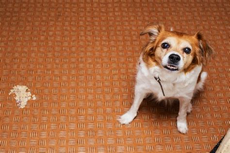 Cachorro Vomitando Espuma Branca O Que Pode Ser Petlove