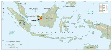 Distribution Of Rafflesia Hasseltii In W Sumatra Green Riau