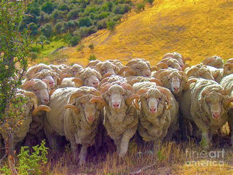 Herding Merino Sheep Photograph By Leslie Struxness Fine Art America