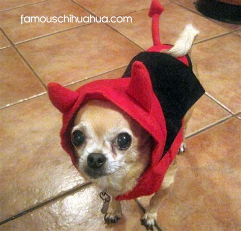 Chihuahuas in Halloween Costumes! 2012 Famous Chihuahua Halloween Contest!