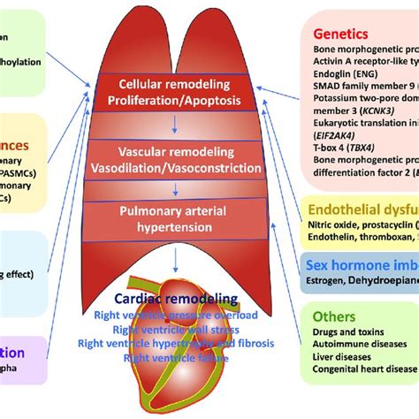 Major Pathophysiological Mechanisms That Lead To Vascular Remodeling