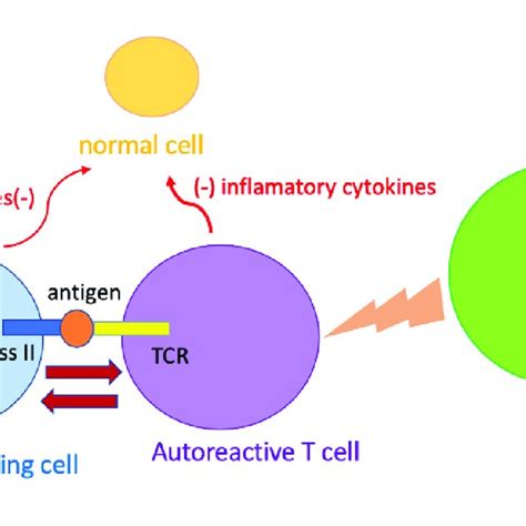 Antigen Presenting Cell Apc Presents The Antigen In Orange Via Mhc