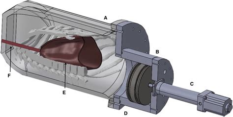 Overview Of Phantom Design A Existing Thorax Shell And Bone Structure Download Scientific