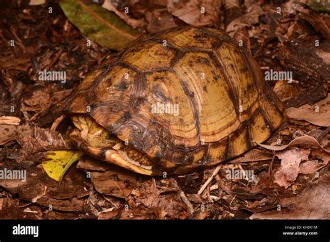 Yucatán Box Turtle Terrapene Carolina Yucatana From Yucatán México