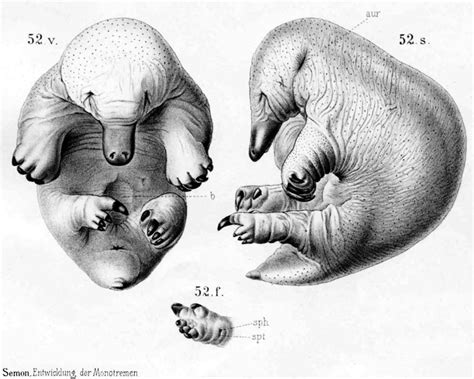 File:Echidna historic embryology 52.jpg - Embryology