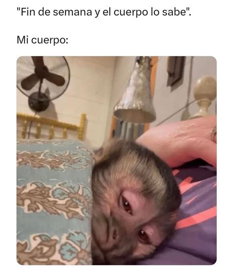 Fin De Semana Y El Cuerpo Lo Sabe Mi Cuerpo Memes