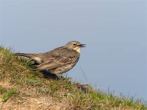 Eurasian Rock Pipit Photos Stock Photos, Pictures & Royalty-Free Images ...