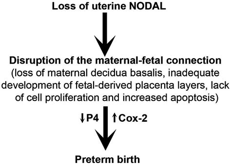 Contribution Of Maternal Nodal To Term Pregnancy