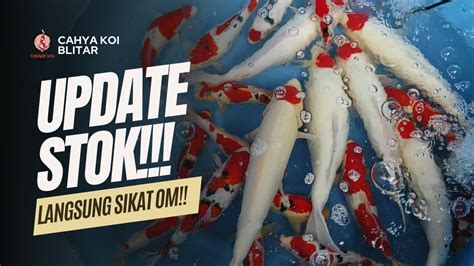 Ikan Koi Grade A Lur Update Stok Terbaru Di Cahya Koi Blitar Youtube