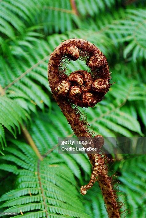 Punga Fern Frond High-Res Stock Photo - Getty Images