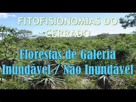 Fitofisionomias Do Cerrado Florestas De Galeria YouTube