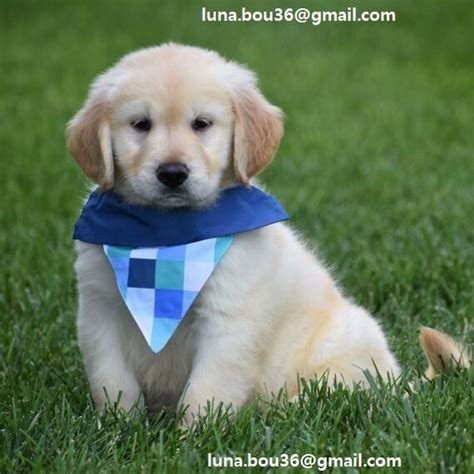 Regalo Cuccioli di Golden retriver Disponibili bellissimi cuccioli di ...