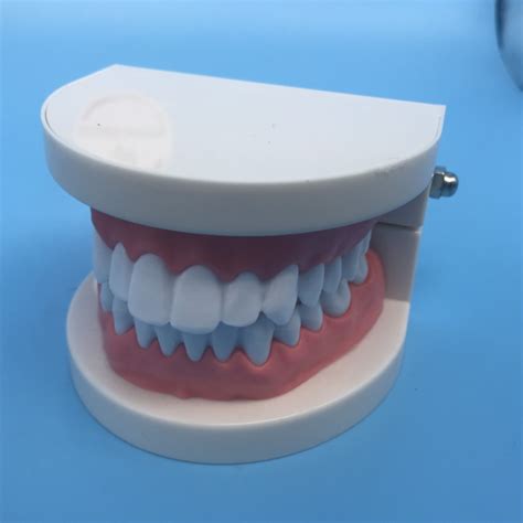 Mod Le D Tude Dentaire Orthodontique Dentaire Pour L Enseignement