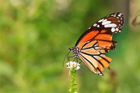 Plexippus Do Danaus Da Borboleta De Monarca Imagem De Stock Imagem De