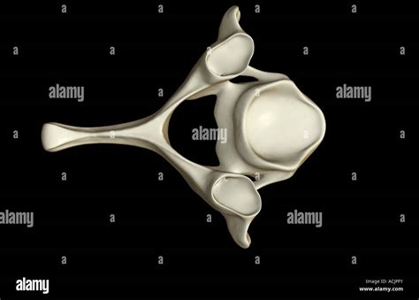 Vertebras Cervicales Anatomia Fotografías E Imágenes De Alta Resolución