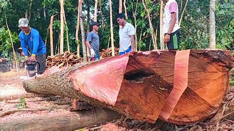 Membelah Kayu Mahoni Gergaji Mesin Stihl Ms Lanjut Dirajang